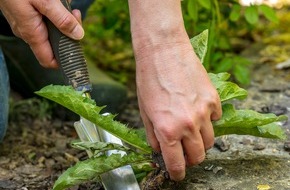 Industrieverband Agrar e.V. (IVA): Gartenpflege im Sommer: Der richtige Umgang mit Unkraut