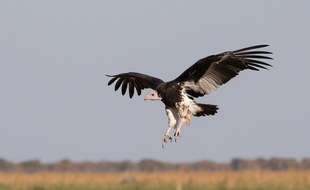 Schaffelhuber Communications: WILDERNESS FÖRDERT NEUE TIERSCHUTZ-INITIATIVEN UND UNTERSTÜTZT SO VITALE FUNKTIONEN DES ECOSYSTEMS