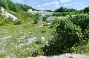Bergwaldprojekt e.V.: Freiwillige bewahren im Nationalpark Jasmund aufgelassene Kreidebrüche als Paradies seltener Pflanzenarten