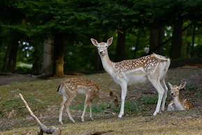 Kindersegen im Wildparadies Tripsdrill
