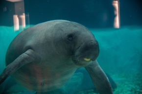 Drei neue Manatees ziehen ins Rehazentrum der Bradenton Gulf Islands ein