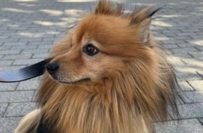 Bundespolizeidirektion Sankt Augustin: BPOL NRW: Nach lautem Gebell: Bundespolizei f&auml;ngt Hund ein