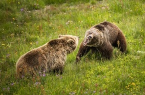 VIER PFOTEN - Stiftung für Tierschutz: Jambolina et Amelia : échange musclé à Arosa Terre des Ours