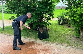Feuerwehr Hannover: FW Hannover: Tierrettung der Feuerwehr Hannover fängt freilaufenden Fuchs in Oberricklingen ein
