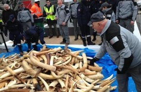 IFAW Deutschland: Endlich: Elfenbein-Handelsverbot in Gro&szlig;britannien tritt in Kraft