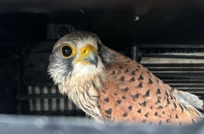 Polizeidirektion Wittlich: POL-PDWIL: Polizeiliche Tierrettung nach Wildunfall