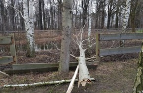 Albert-Schweitzer-Verband der Familienwerke und Kinderdörfer: Baum reißt Zaun im Kinderdorf ein