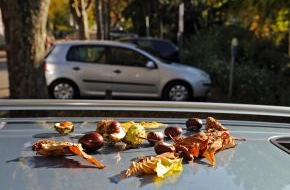 HUK-COBURG: Tipps für den Alltag/Urteil / Parken auf eigene Gefahr  / Herabfallende Eicheln oder Kastanien gehören zum allgemeinen Lebensrisiko (mit Bild)