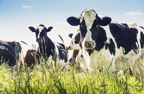Bundesverband für Tiergesundheit e.V.: Milcherzeugung: Nachhaltige Wertschöpfung und Wertschätzung