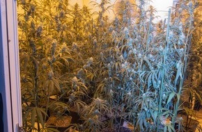 Polizei Lippe: POL-LIP: Lage/Leopoldshöhe. Erfolgreicher Schlag gegen Rauschgiftkriminalität - 1100 Cannabis-Pflanzen sichergestellt und vier Männer festgenommen.