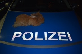 Polizeiinspektion Nienburg / Schaumburg: POL-STH: Stadthagen-Wer vermisst das Kaninchen?