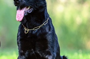 Polizeipr&auml;sidium Nordhessen: POL-KS: Mutma&szlig;licher Dealer nach Gastst&auml;ttenkontrolle in U-Haft: Diensthund Cooper sp&uuml;rt Drogenverstecke auf