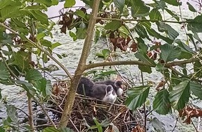 Feuerwehr Wetter (Ruhr): FW-EN: Wetter - Ast drohte auf Ruhrradwanderweg zu st&uuml;rzen - Einsatzkr&auml;fte sch&uuml;tzen auch Tierfamilie