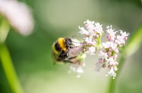 toom Baumarkt GmbH: Es summt wieder: Nützlingsfreundliche Pflanzen bei toom / Baumarktkette lässt Pflanzensortiment von Insektenexperten prüfen