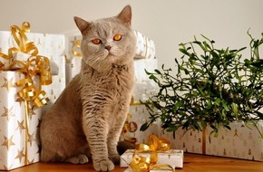 Deutsche Haut- und Allergiehilfe e.V.: Tierallergien checken: Keine Katze unterm Weihnachtsbaum