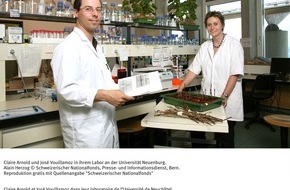 Schweizerischer Nationalfonds / Fonds national suisse: SNF: Bild des Monats Juni 2006: Grosse Vielfalt bei schweizerischen  Rebsorten