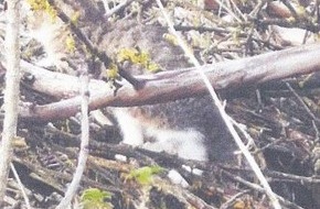 Landespolizeiinspektion Nordhausen: LPI-NDH: Katzenwelpen ausgesetzt - Polizei sucht Zeugen