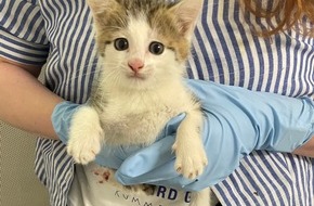Polizeipräsidium Südhessen: POL-DA: Lorsch: Katzenbaby sucht Zuflucht bei der Polizei