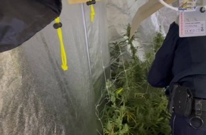 HZA-OL: Guter Riecher: Zoll hebt Cannabisplantage im Rheiderland aus
