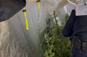 HZA-OL: Guter Riecher: Zoll hebt Cannabisplantage im Rheiderland aus HZA-OL: Guter Riecher: Zoll hebt Cannabisplantage im Rheiderland aus