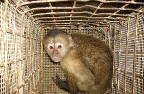 IFAW - International Fund for Animal Welfare: Bundestag fordert Einschränkung des Wildtierhandels und Bekämpfung von Pandemie-Ursachen
