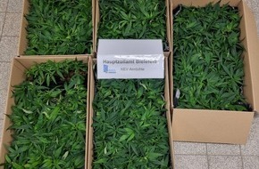 Hauptzollamt Bielefeld: HZA-BI: Cannabis-Stecklinge in PKW Zöllner aus Anröchte erwischen mutmaßlichen Drogenschmuggler