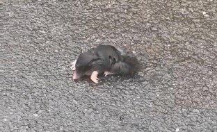 Landespolizeiinspektion Nordhausen: LPI-NDH: Ein Herz f&uuml;r Tiere haben auch Polizeibeamte!