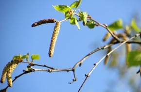 Deutscher Allergie- und Asthmabund e.V.: Es geht los: Erste Birkenpollen gesichtet!