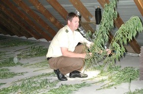 Polizeiinspektion Hameln-Pyrmont/Holzminden: POL-HOL: Gartenkolonie im Bereich Golmbach: Cannabispflanzen angebaut -Polizei ermittelt wegen des Verstoßes gegen das Betäubungsmittelgesetz-