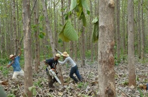 ShareWood Switzerland AG: Auszahlung 2012: Die ShareWood Switzerland AG zahlt zum vierten Mal Holzerlöse an Baumeigentümer aus