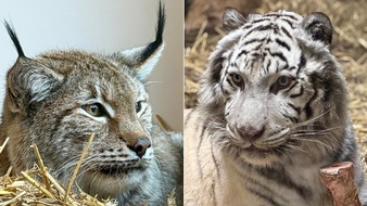 DHL Group: PM: Zwei Wildkatzen entkommen dem Krieg &ndash; und finden mit Hilfe von DHL ein neues Zuhause / PR: Two Wildcats Escaped War. Now They&rsquo;re Safe &ndash; With a Little Help From DHL