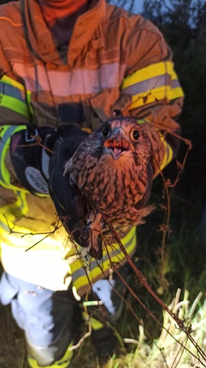 Freiwillige Feuerwehr Bedburg-Hau: FW-KLE: Tierrettung aus Hochspannungsmast