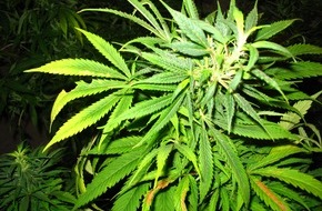 Polizeiinspektion Nienburg / Schaumburg: POL-STH: Cannabispflanzen nach Brand sichergestellt