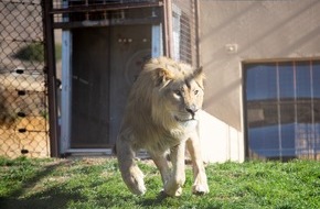 VIER PFOTEN - Stiftung für Tierschutz: Cinq lionceaux roumains sauvés arrivent dans leur nouveau foyer en Afrique du Sud