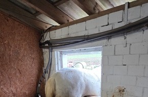 Feuerwehr Datteln: FW Datteln: Pferd "Pirat" versucht Flucht durch Stallfenster