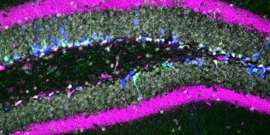 Medizinforschung: Mit Schilddrüsenhormonen gegen Lernschwächen