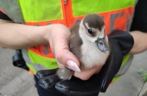 Polizeipräsidium Offenburg: POL-OG: Schutterwald, Schwanau, A 5 - Tierische Rettungsaktionen