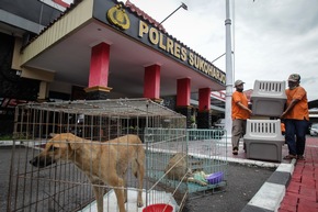 Besitzer von Hundeschlachthaus zu zwölf Monaten Haft verurteilt