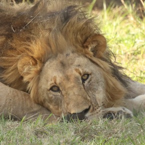 Thanda Safari begrüsst 2 Könige - 20 Jahre Wildtierschutz: Löwenpopulation weiter gestärkt