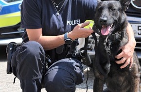 Kreispolizeibehörde Viersen: POL-VIE: Kreis Viersen: Ein guter Einstieg im Team der Viersener Diensthundestaffel