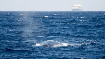 40 Jahre Walfangverbot: Wale sterben weiter