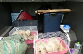 Hauptzollamt Ulm: HZA-UL: Illegaler Tiertransport/Hundewelpen in Kaninchenboxen