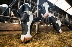 Lidl: Lidl gibt Tierwohlversprechen für weitere Produkte / Der Lebensmitteleinzelhändler stellt Quark, frische Schlagsahne, Schmand und weitere Molkereiprodukte komplett auf höhere Haltungsformen um
