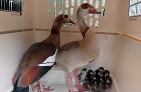 Polizeipr&auml;sidium Nordhessen: POL-KS: G&auml;nsefamilie verirrt sich in Wolfsanger: Tierischer Einsatz f&uuml;r Polizeirevier Nord