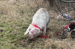 Polizeiinspektion Goslar: POL-GS: Pressemitteilungen der Polizeiinspektion Goslar vom 17.02.2026