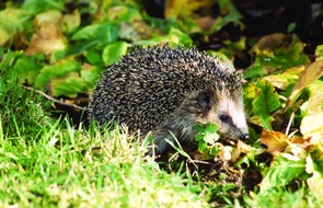 Pro Igel e.V.: Erste Igel wachen auf - so können sie helfen