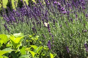 ZZF – Zentralverband der Heimtierbranche e.V.: Tag des Artenschutzes am 3. März: Heimische Gärten als Lebensräume für Tiere gestalten