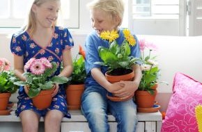 Blumenbüro: Gerbera ist Zimmerpflanze des Monats Juli / Sommerfrische im Topf: Bunt, bunter, Gerbera! (BILD)