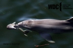 Whale & Dolphin Conservation gGmbH: Buckelwale - Trauerverhalten gibt Einblick in die wenig bekannte emotionale und kognitive Welt der Meeresriesen