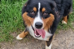 Polizeipräsidium Osthessen: POL-OH: Fundhund - Wer vermisst Berner Sennenhund?